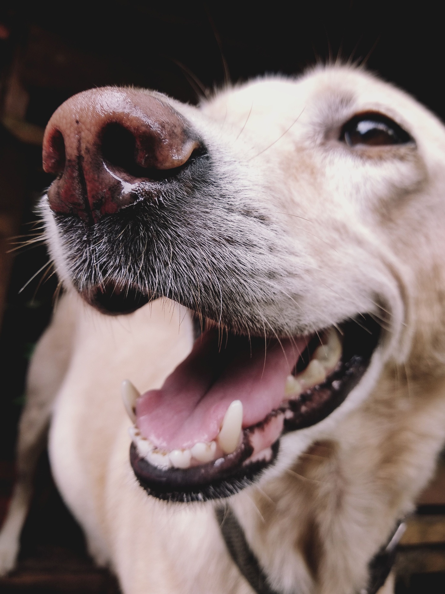 Happy dog showing healthy teeth