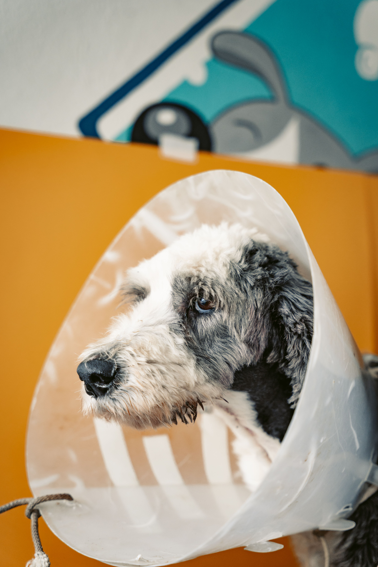 Dog wearing a recovery cone after neutering surgery