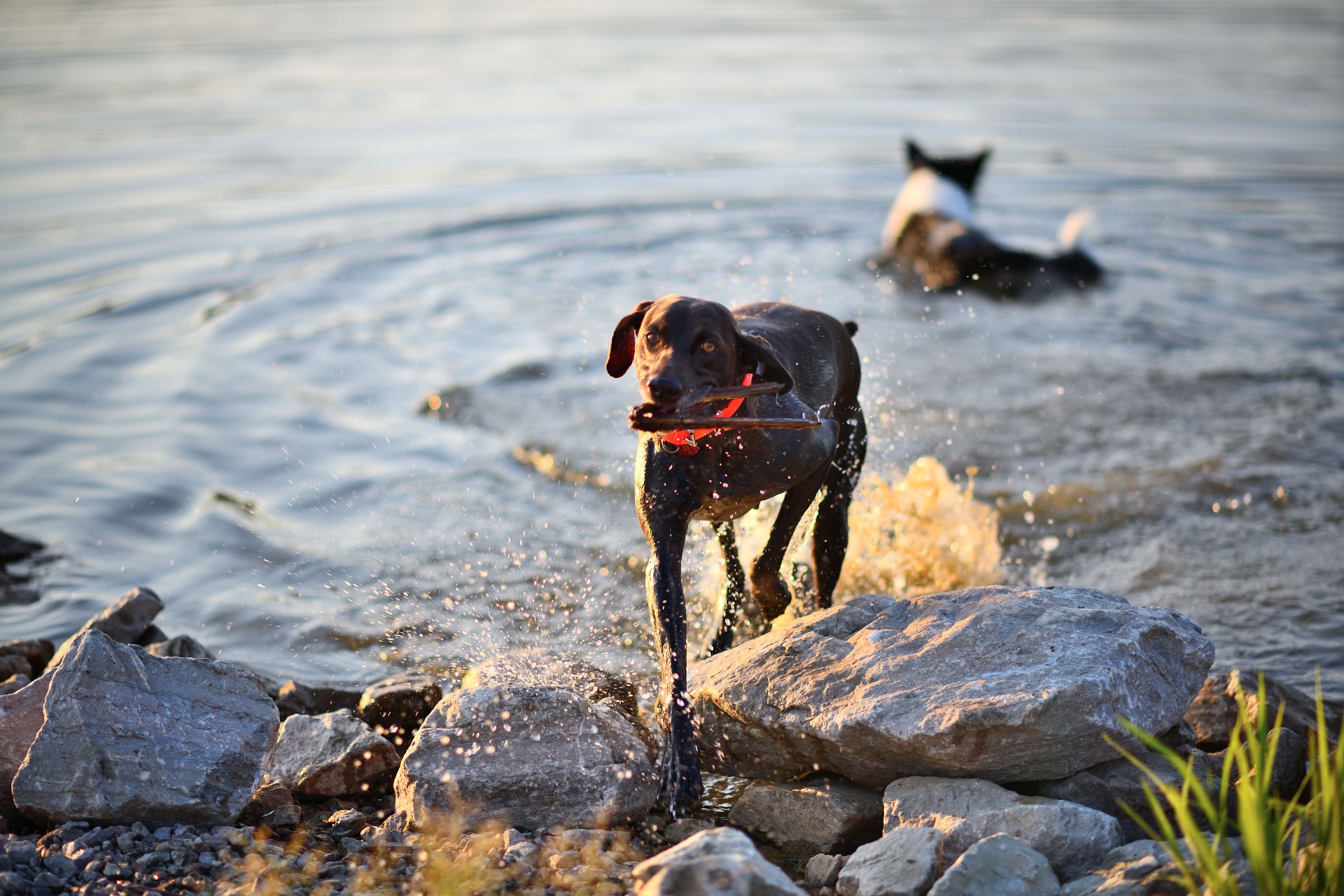 Dog running out of a lake with a stick at sunset