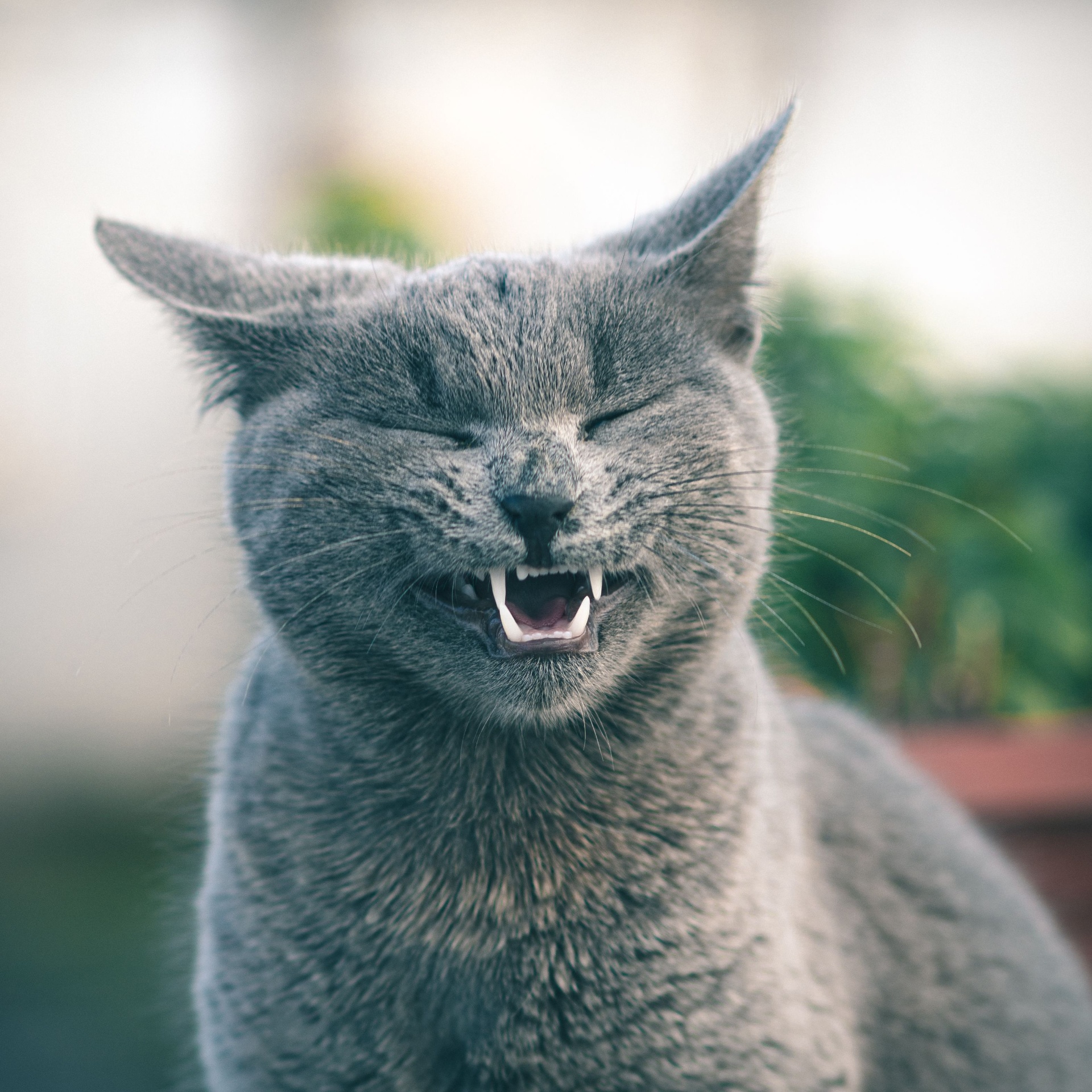 Gray cat with eyes closed and mouth open showing teeth