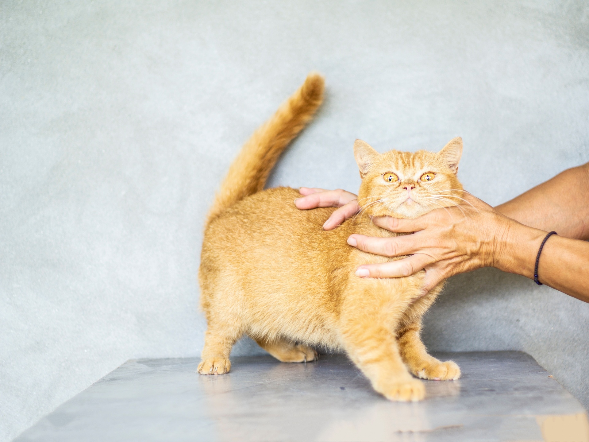 Ginger cat being gently examined by a vet during a checkup