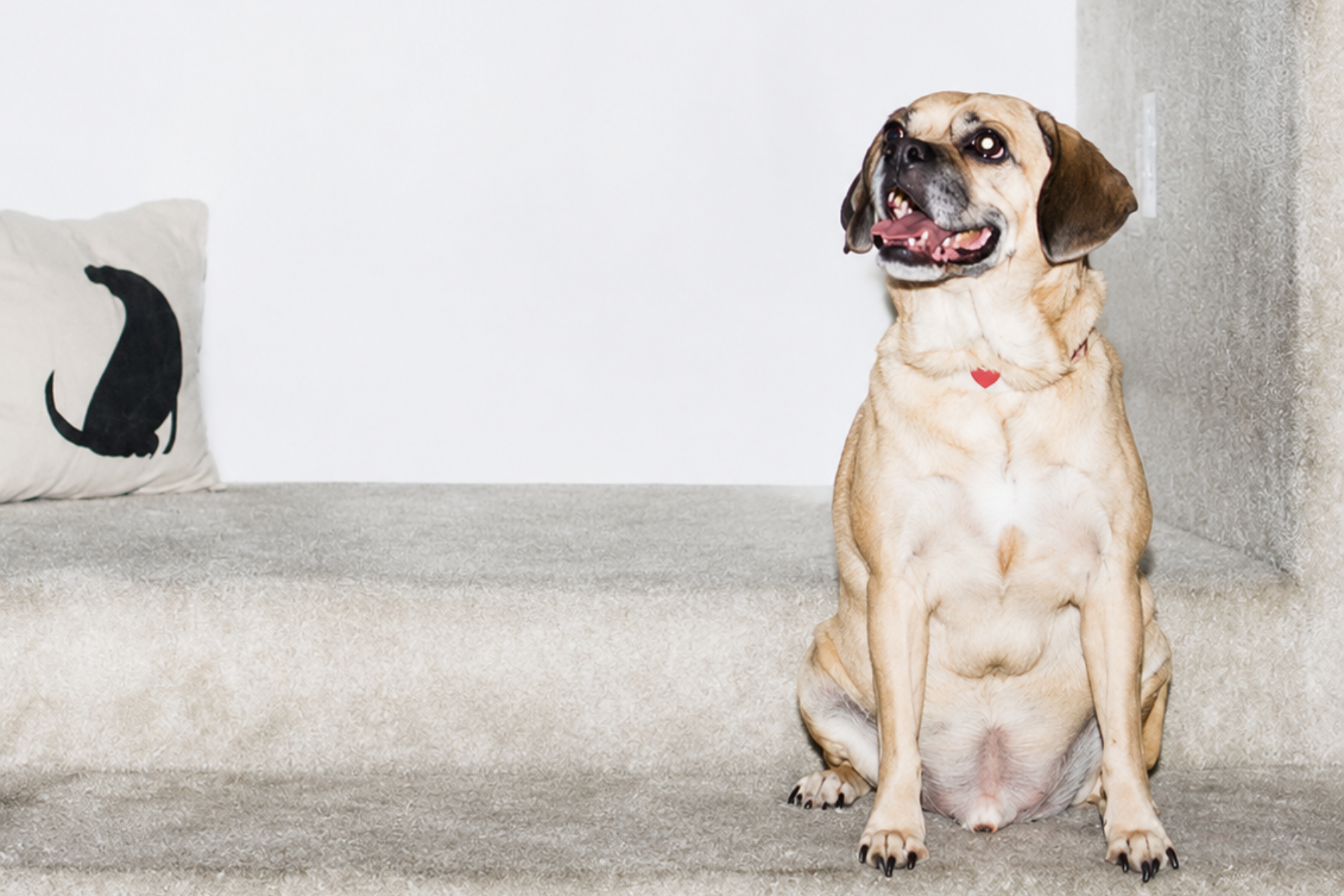 Older tan puggle sitting comfortably at home