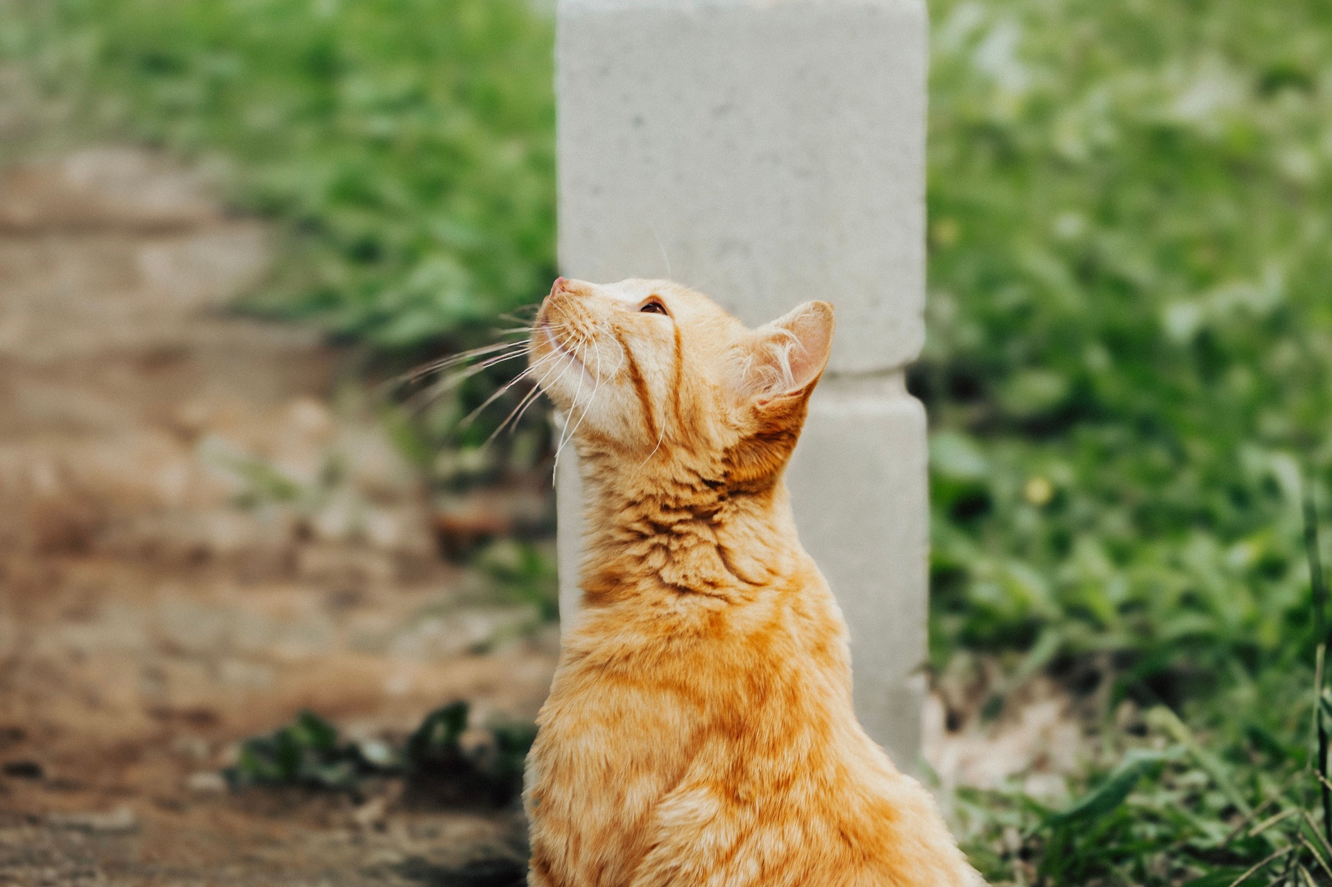 Ginger cat sitting outdoors looking up