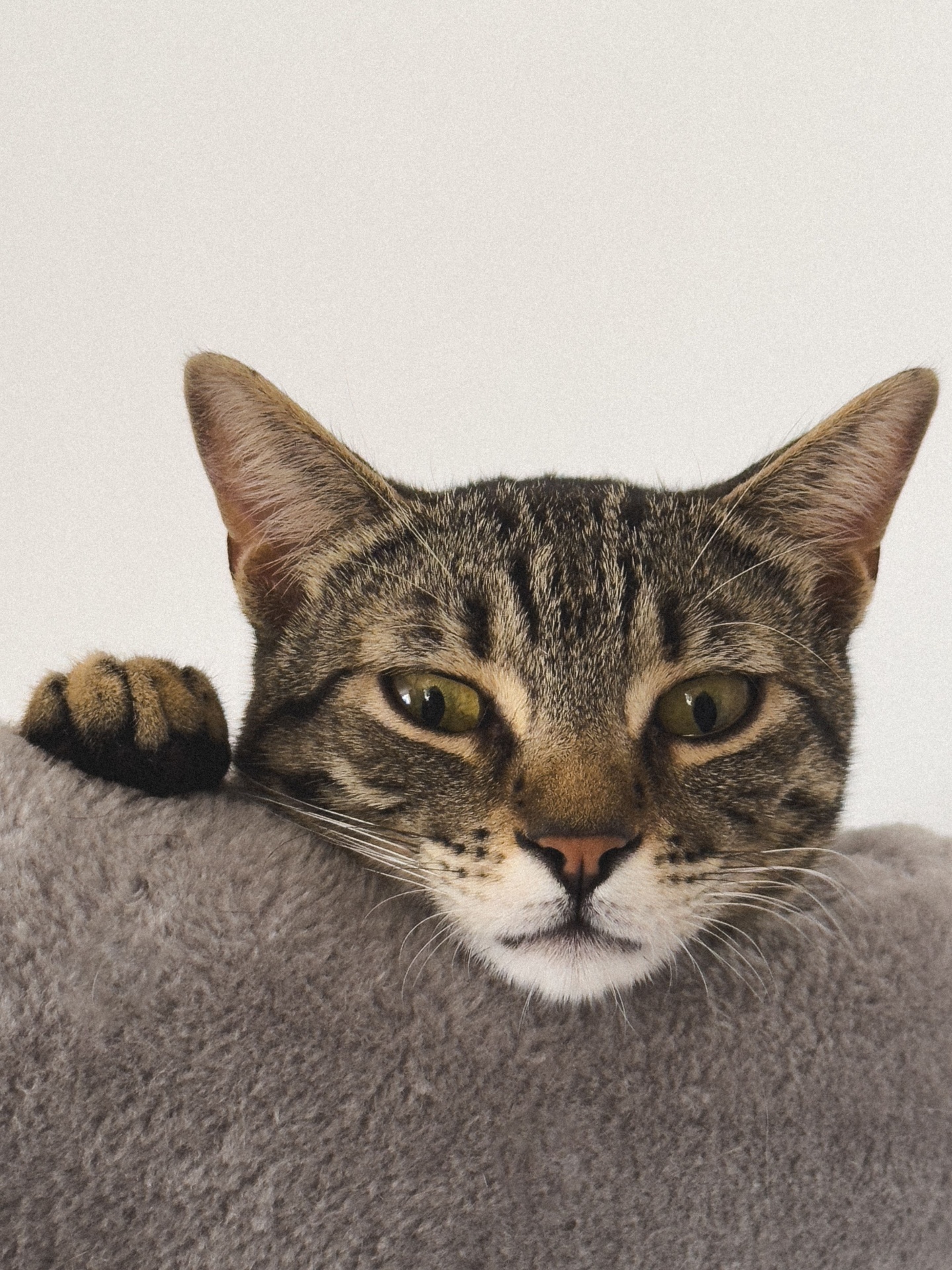 Cat resting at home