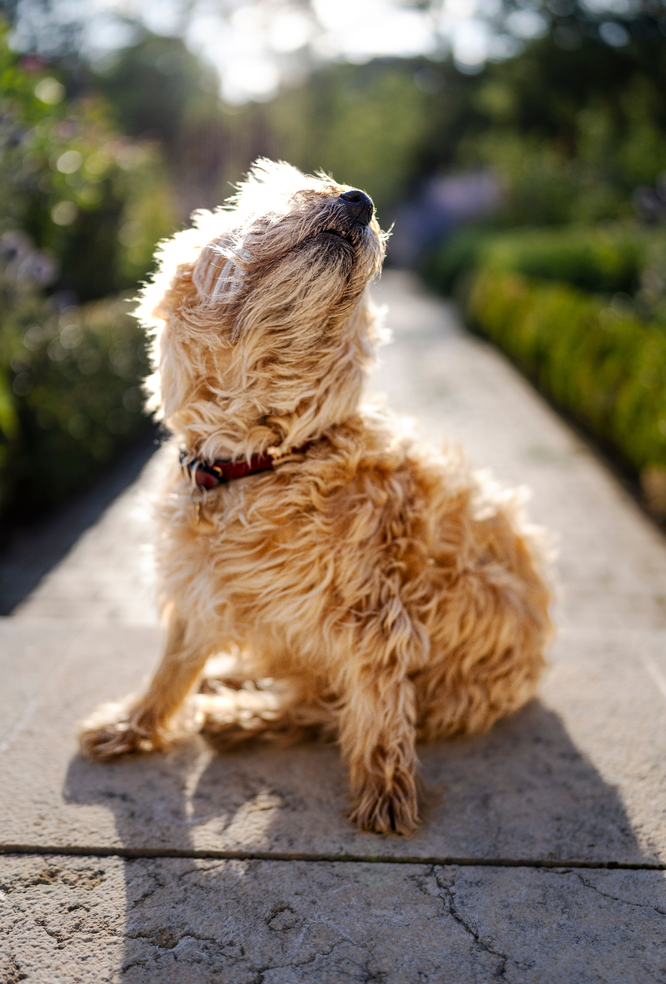 A dog sitting outdoors in warm sunlight