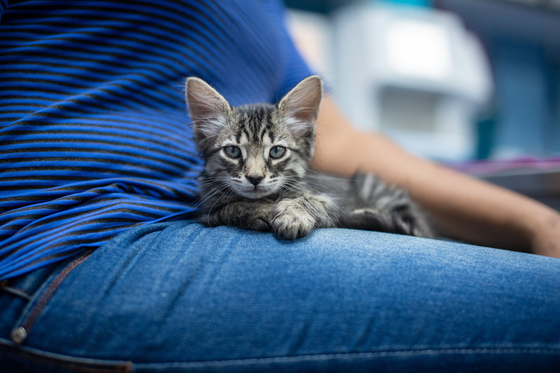 Tabby kitten resting on their owner's lap
