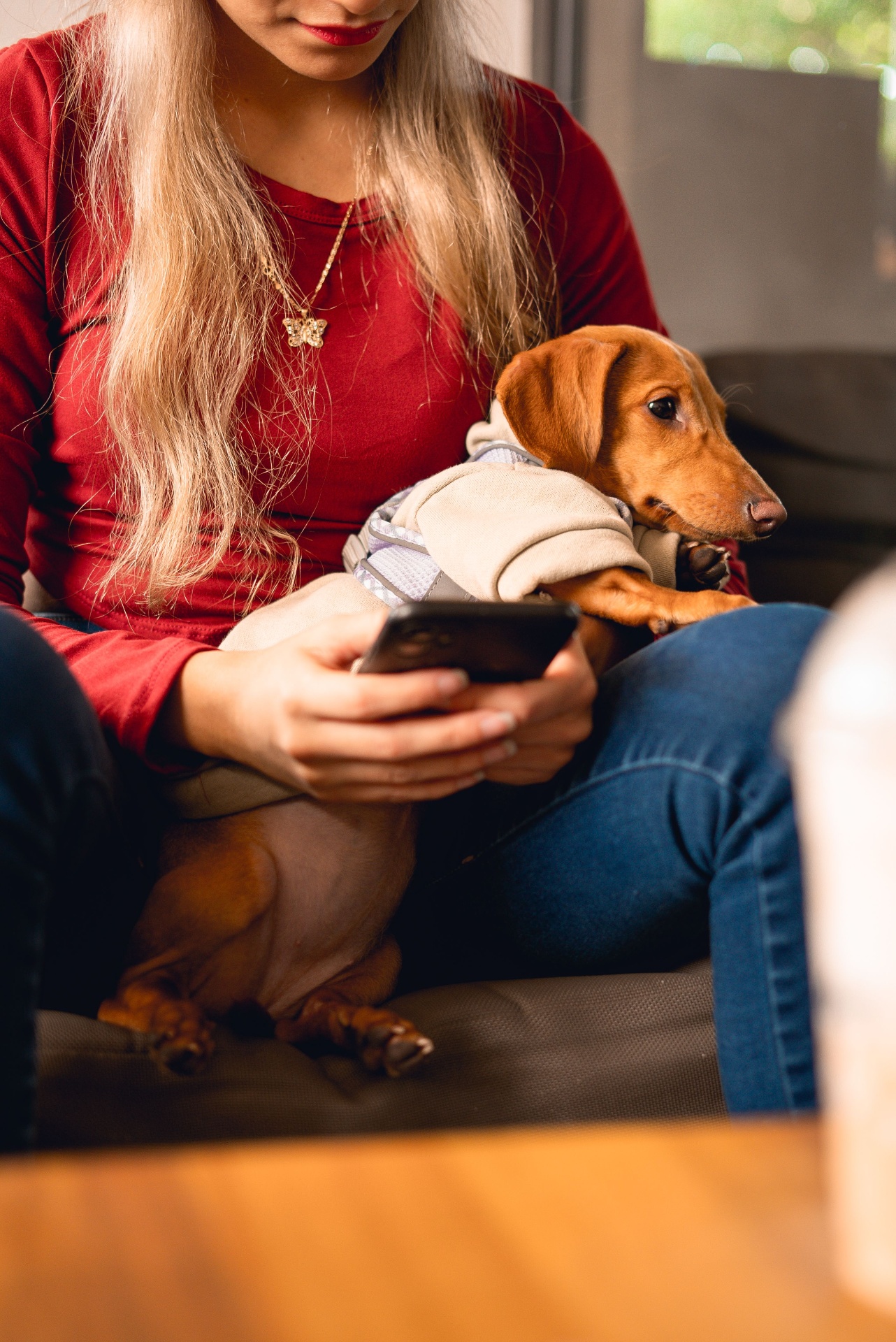 Dog with owner on phone at home