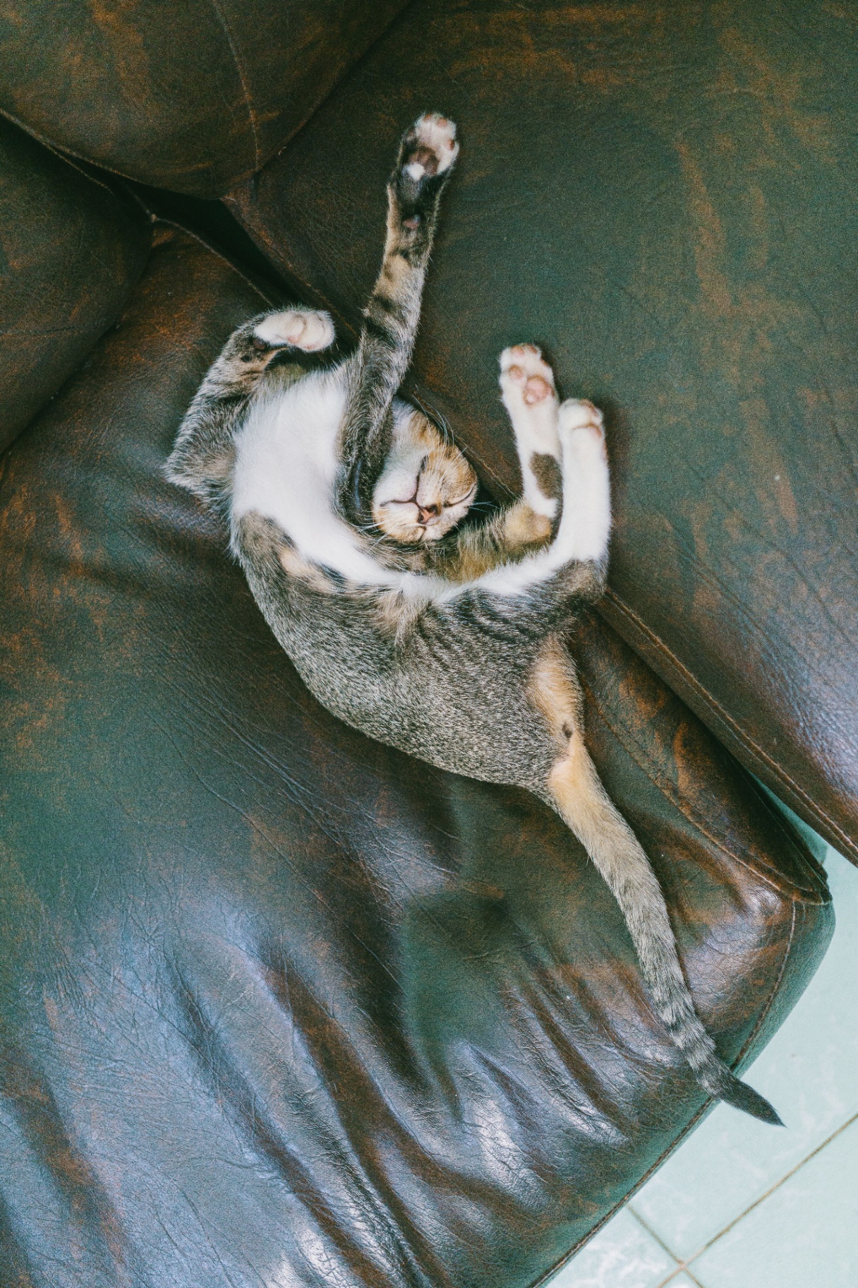 Relaxed cat lying on its back