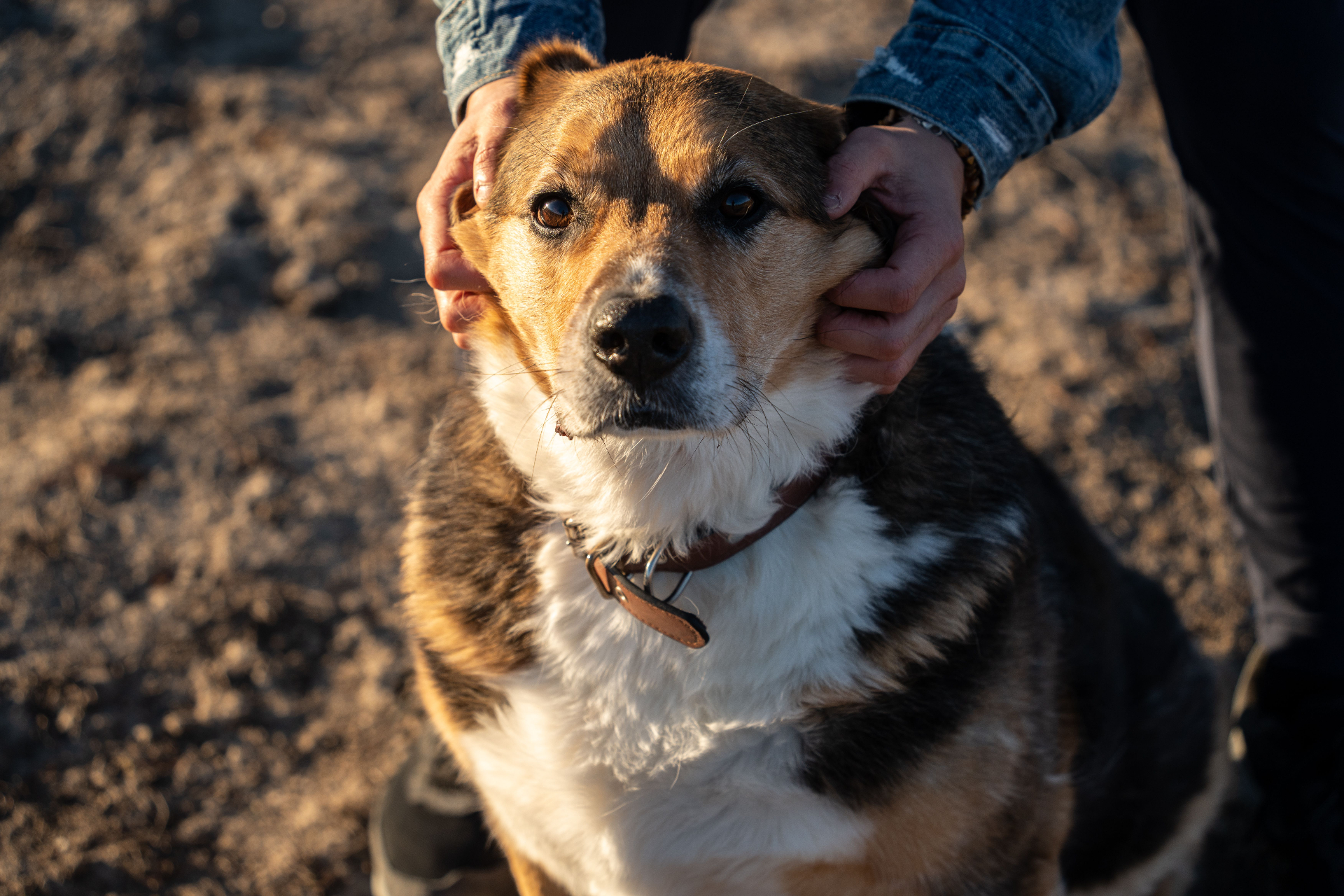 A calm dog being gently held by their owner outdoors