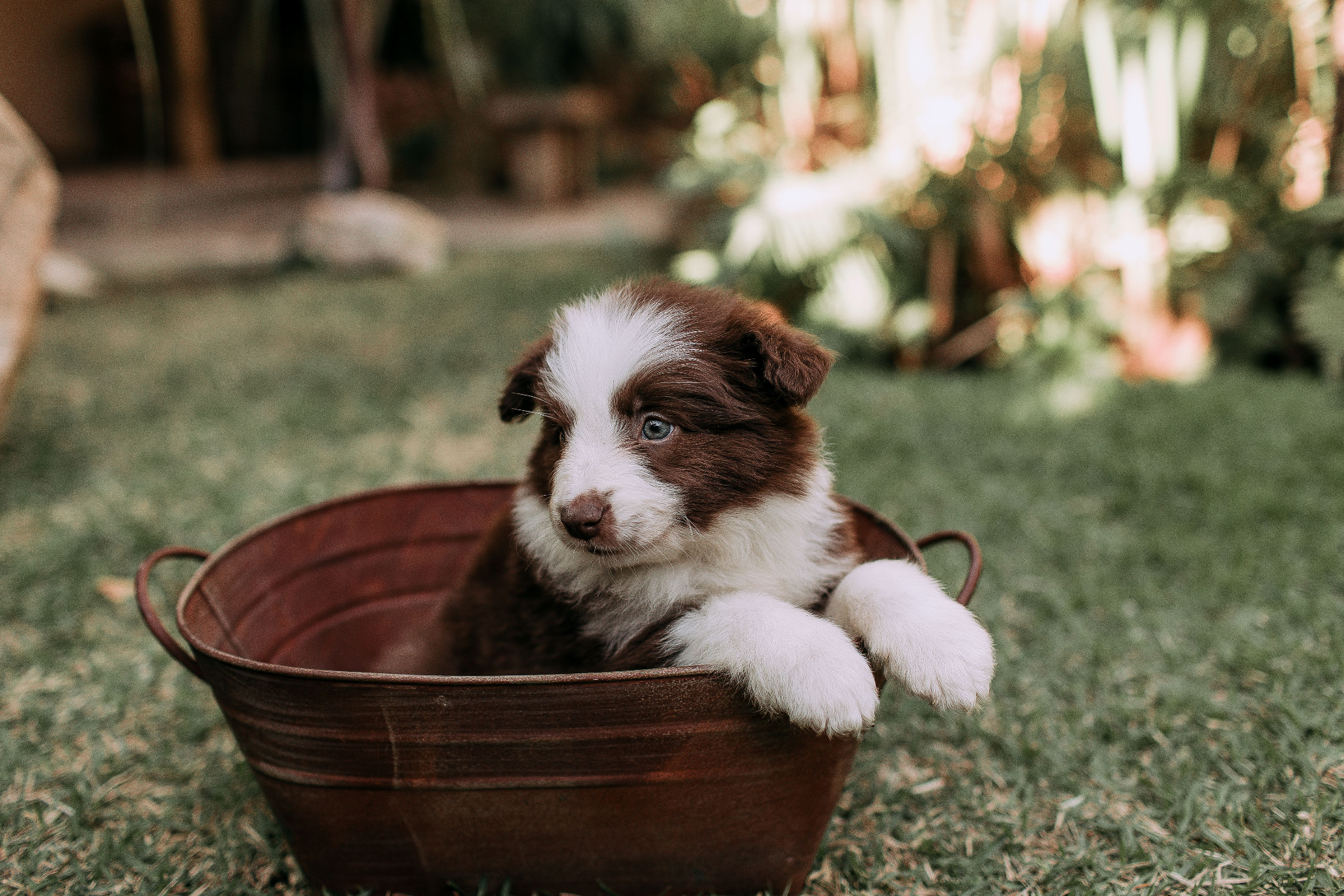 Border collie puppy sitting in a tin bucket on grass