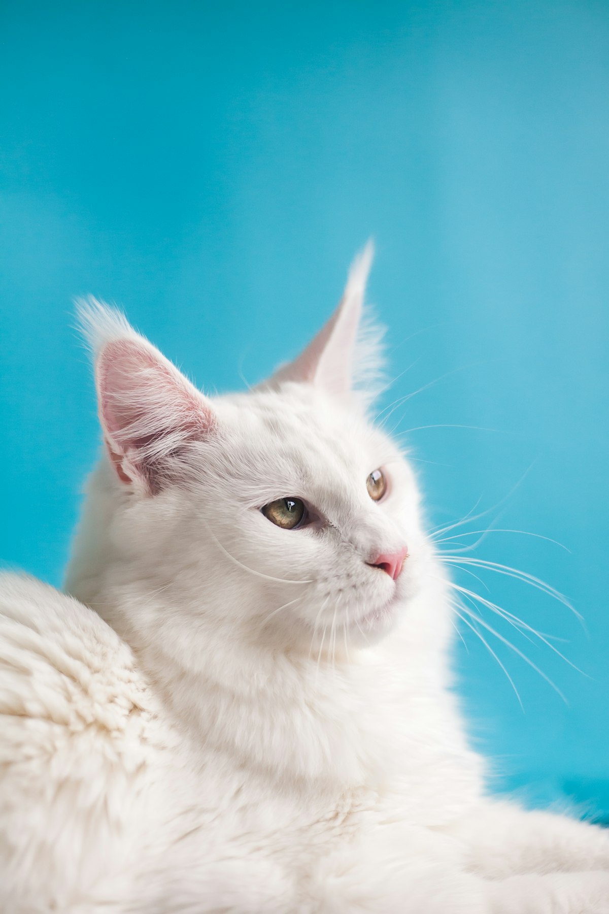 Calm cat at the vet