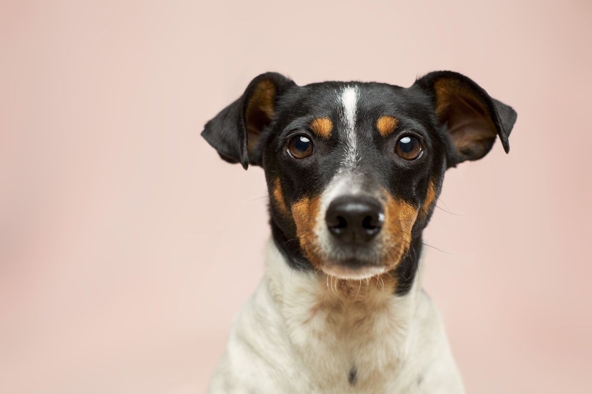 Happy healthy dog with mouth open