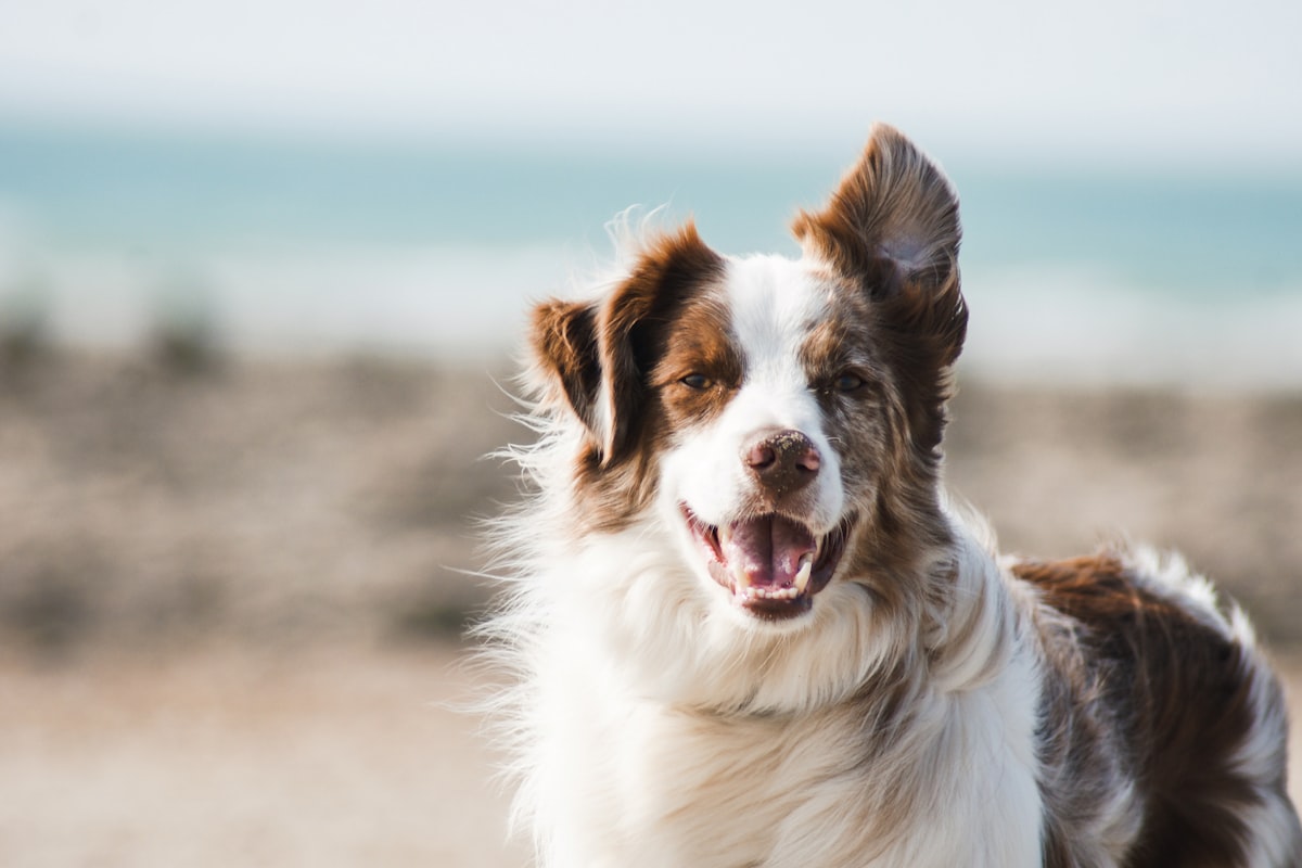 Healthy energetic dog