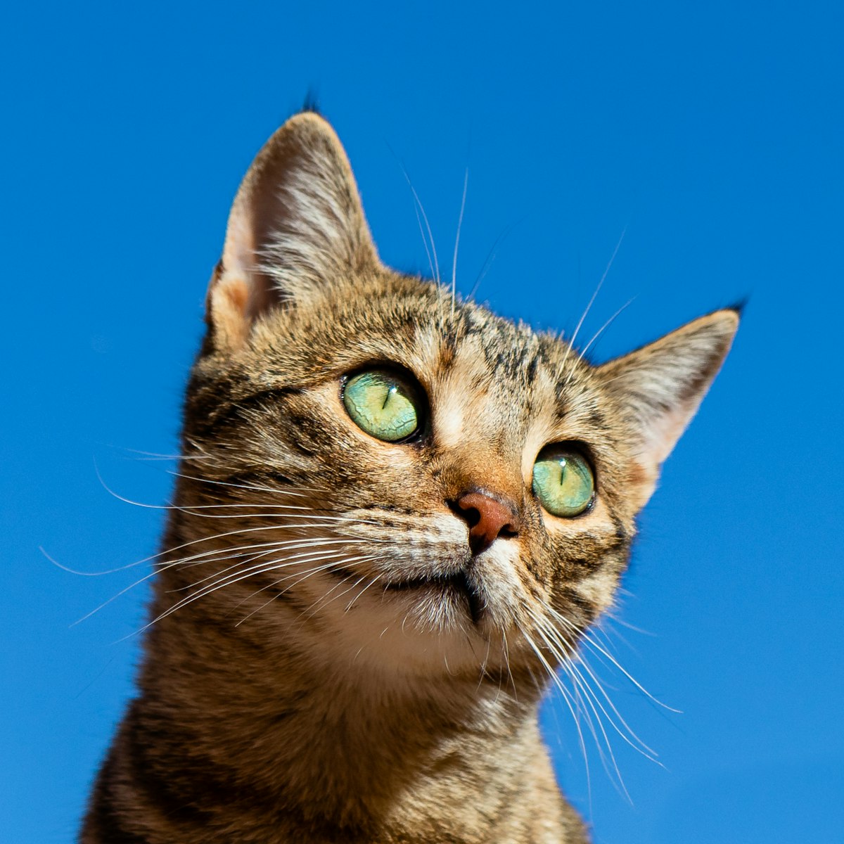Curious kitten
